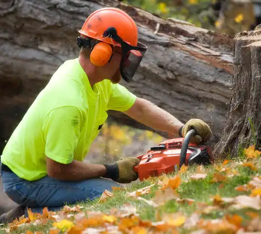 tree services Harveysburg